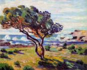 阿曼吉约曼 - Gust of Wind, le Brusc